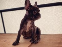 French bulldog - Varsa daha iyisi o da annesi