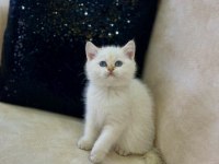 A KALİTE SAFKAN BRİTİSH SHORTHAİR GOLDENPOİNT DİŞİ
