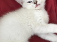 Sevimli british shorthair kardeşler