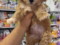 Maltipoo yavrular orjinal sıfır numara bardak boy
