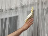Erkek sultan papağanı lutino konuşuyor 4 ve 5 aylık