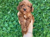 Poodle bebek köpekler