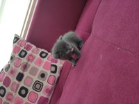 Bir aylık yavru british longhair