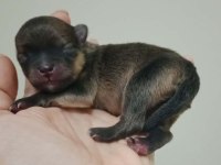 FCI Şecereli Mini Teacup Pomeranian Erkek Yavrular