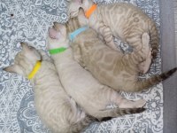 SNOW BENGAL ERKEK YAVRU