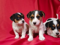 Jack russell dişi yavrular