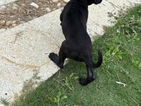 Cane Corso Safkan Yavru