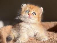 Ny11 Golden Mükemmel Kalite British Longhair Kedisi