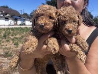 Red sağlık ve ırk garantili toy poodle yavrularım