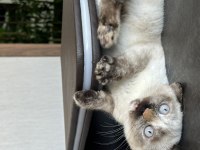 Aşıları tam tertemiz buzul 2 aylık british longhair