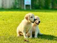 Golden Retriever Bebeklerimiz Aşıları Tam
