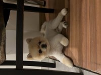 Pomeranian boo köpeğimiz 2 yaşında