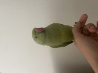 Full evcil erkek konuşan pakistan papağanı