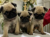 A Kalite 50 Günlük Erkek ve Dişi Pug Mops Bebekler