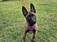 4 aylık son kalite üst düzey malinois