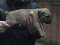 A Class Dev Adayı Presa Canario Yavruları