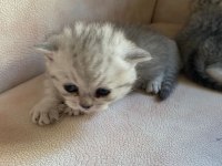 Yavru british shorthair kedim sahiplendirilecek