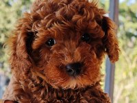 Toy Poodle yavrular 3 erkek 1 dişi