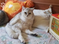 LOKUM HANIM MINNOŞ KEDİMİZ ACIL SAHİPLENDİRİLECEK