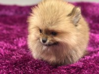 IRK GARANTILI TEA CUP POMERANİAN
