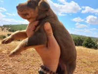 A kalite doberman bebekler