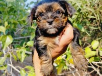 Teacup bardak boy yorkshire terrier yavruları
