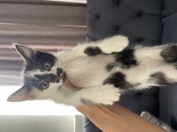 Ankara kedisi
