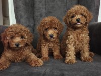 Toy poodle bebekler