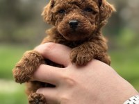 REDBROWN KORE POODLE YAVRUMUZ YENİ YUVASINA HAZIR