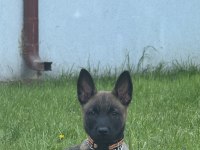 2 Aylık Erkek Bozan Dişi Malinois