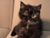 British Shorthair 2 Aylık Yavrular