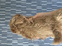 Mükemmel Kalite Bebek Surat Maltipoo Yavrularımız