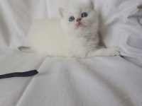 Safkan Cana Yakın Sosyal British Shorthair Bebekler