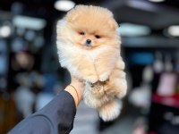 Show Kalite Irk ve Sağlık Garantili Pomeranian