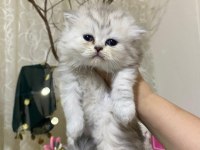 Çekirdek ailesine bir can kedi katmak isteyenler burada mı