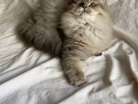 British longhair kartpostal mı gerçek mi