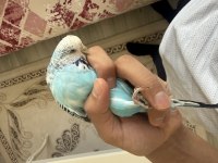 Jumbo Çift Muhabbet Kuşu