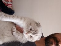 11 aylık scottish fold