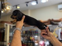 Dachshund erkek yavrular (sosis)