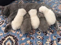 Yavru british shorthair kedisi