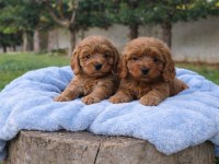 Çok Kıymetli Cavapoo Bebekler
