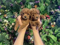 Safkan poodle yavrularımız yeni yuvalarını arıyor