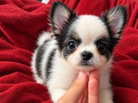 Mikro Teacup Boy Xxsmall Mükemmel Anatomi Şivava