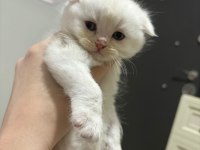 Scottish fold blue point yavrularım