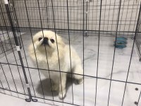 1 yaşında pomeranian tuvalet eğitimi var