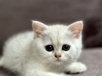 2 Aylık Sağlıklı Scottish Fold Dişiler