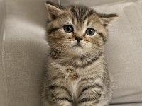 Irkının hası british shorthair