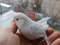 Ücretsiz sahiplendirilecek beyaz kırmızı göz lutino muhabbet