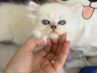 British Longhair Point