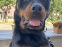11 aylık erkek sevimli rottweiler